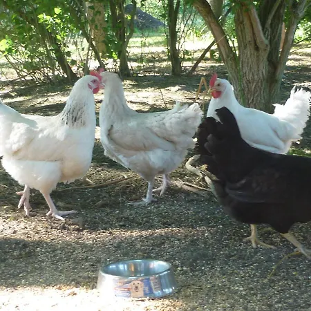 Gerdes An Der Nordsee