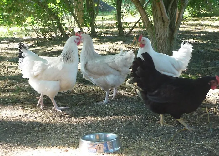 Gerdes An Der Nordsee